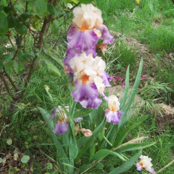 Other - PLEASE DO NOT POST HERE - I WILL NOT BE READING IT